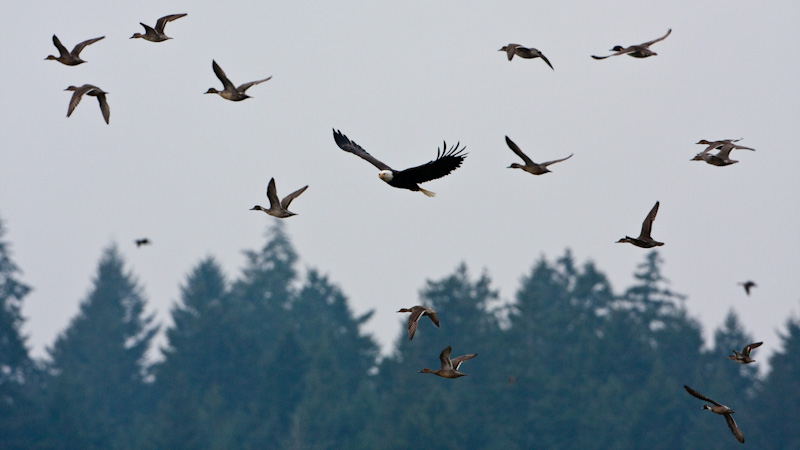 Bald Eagle And Northern Pintails In Flight